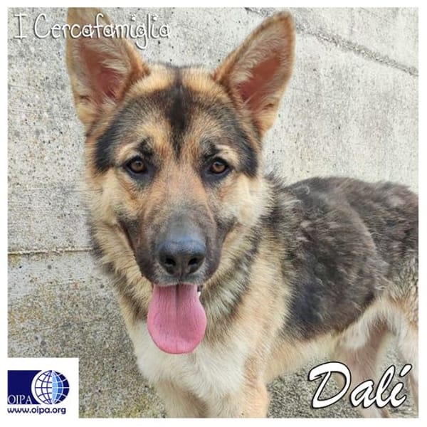 Dalí — Pastore Tedesco