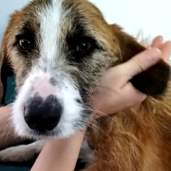 Rain — Spinone Italiano