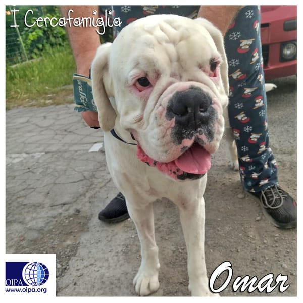 Omar — Boxer