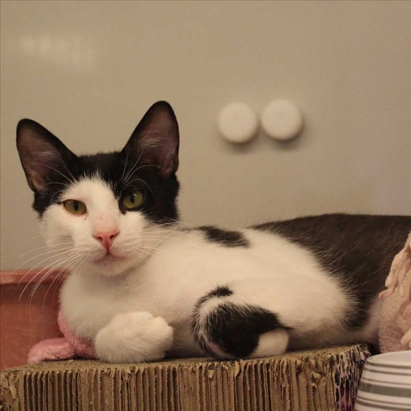 Froggy — Europäisch Kurzhaar