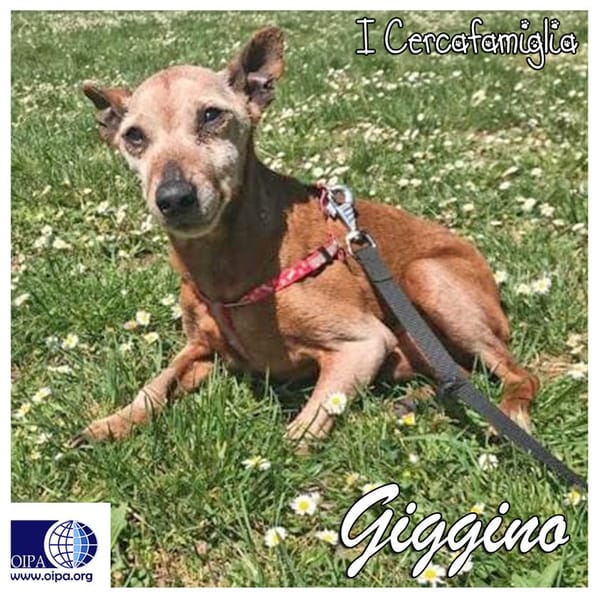 Giggino — Pinscher