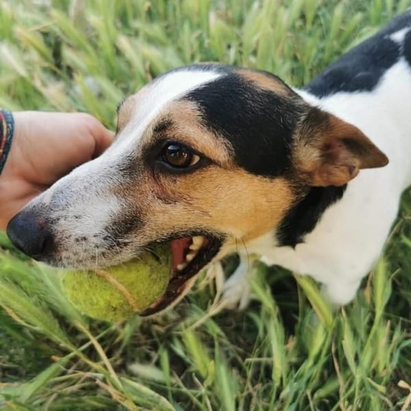Jack — Jack Russell Terrier