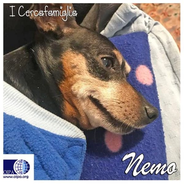 Nemo — Pinscher