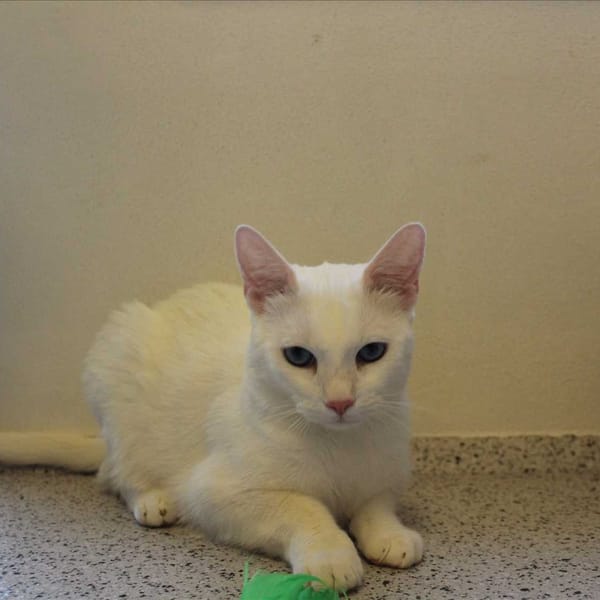 Boncuk — Europäisch Kurzhaar