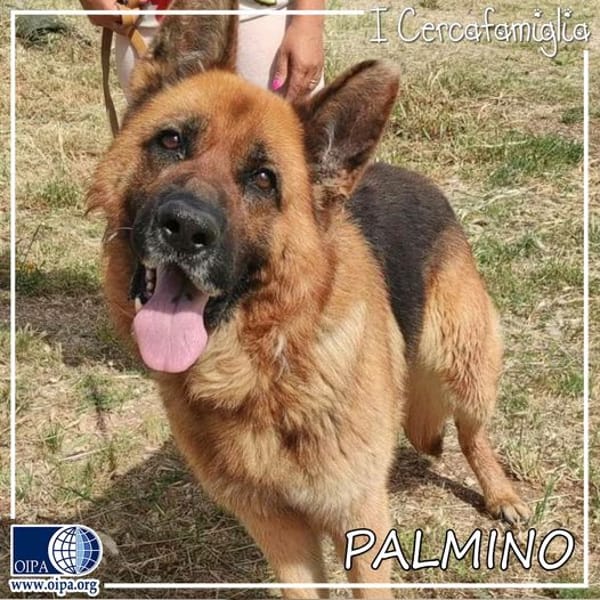 Palmino — Pastore Tedesco