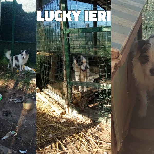 Lucky — Jack Russell Terrier