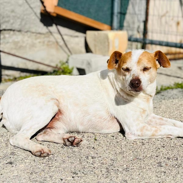 Benji — Jack Russell Terrier