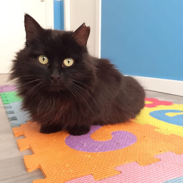 Franky — Gato Común Europeo