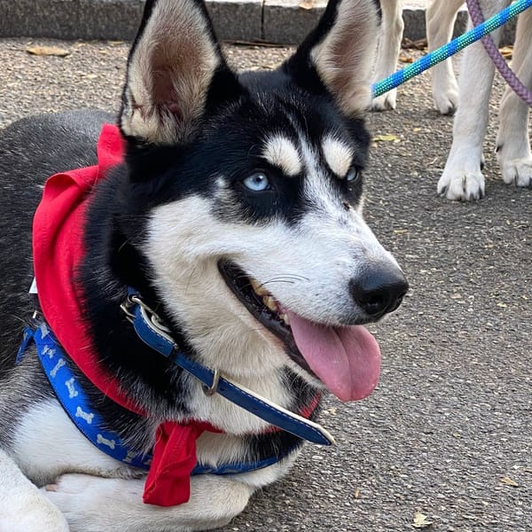 Aika — Siberian Husky