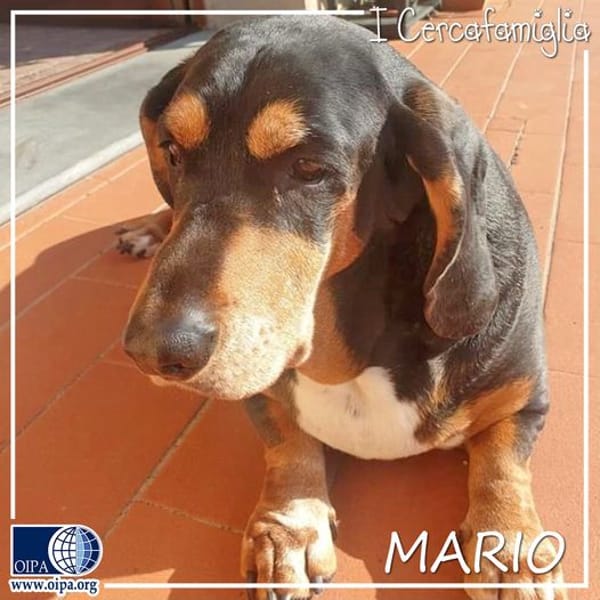 Mario — Basset Hound