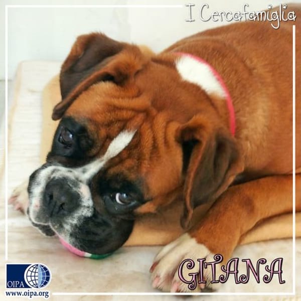 Gitana — Boxer