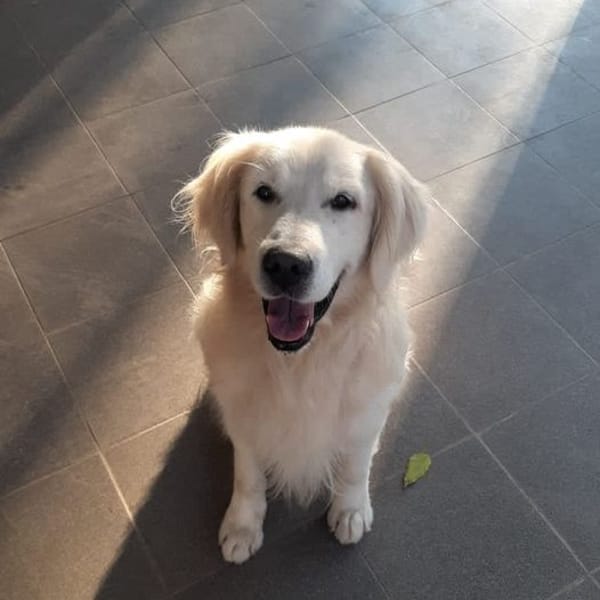 Buddy — Golden Retriever