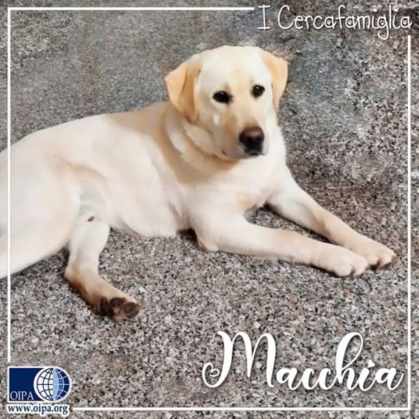 Macchia — Labrador Retriever