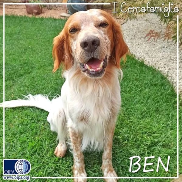 Ben — Setter Inglese