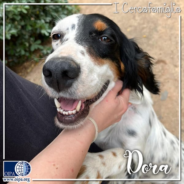 Dora — Setter Inglese