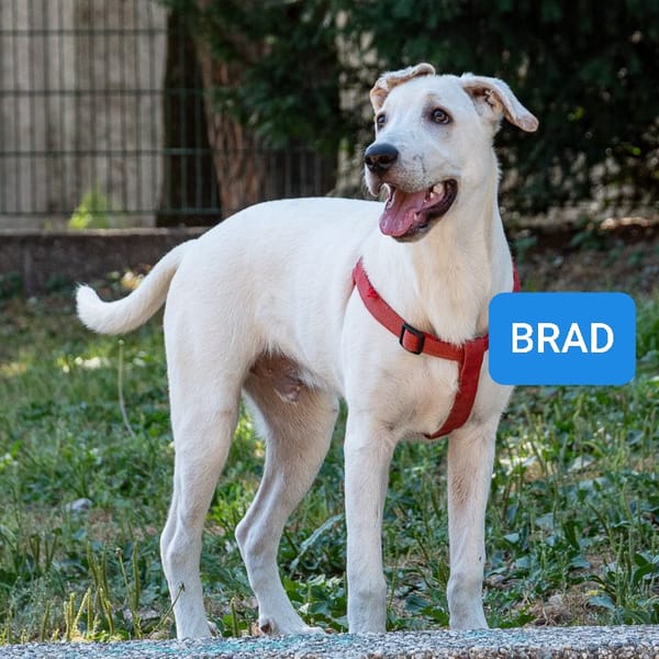 Brad — Unknown