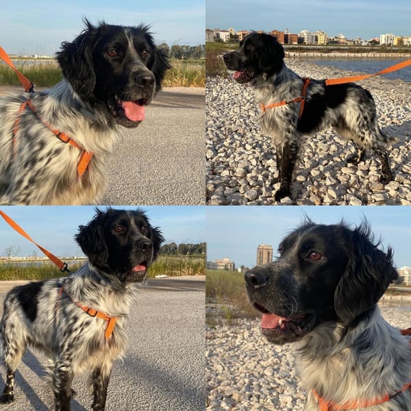 Loki — Setter Inglese