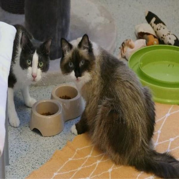 Beethoven und Katze Anna — Europäisch Kurzhaar