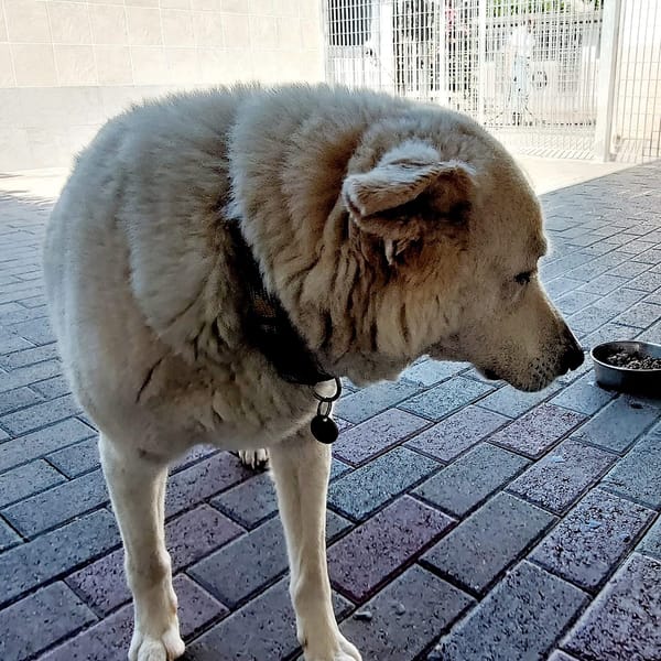 Lucky Woody — Pastore Svizzero Bianco