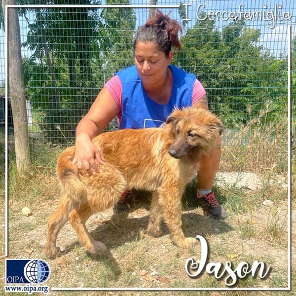 Jason — Pastore Belga