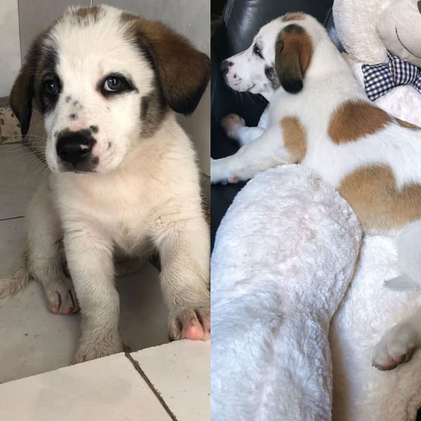 Bassottino — Bassotto