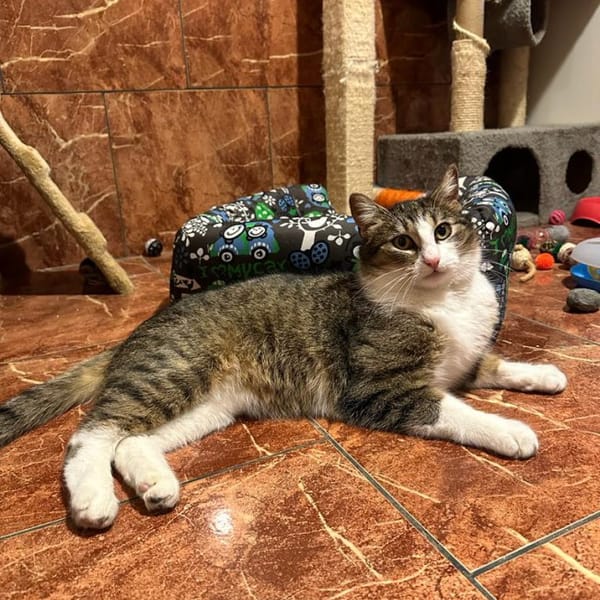 Miluś — Kot Dachowiec