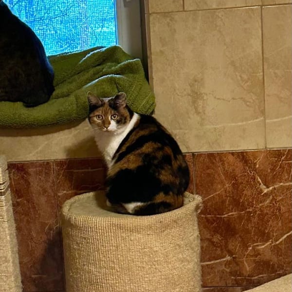 Ołena — Kot Dachowiec