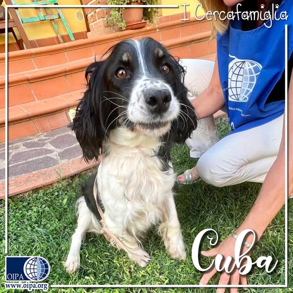 Cuba — Springer Spaniel Inglese