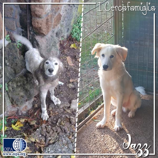 Jazz — Golden Retriever