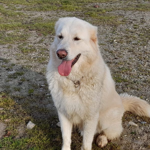 Salomone — Golden Retriever