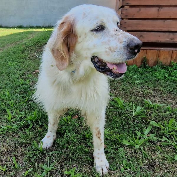 Bruto — Setter Inglese