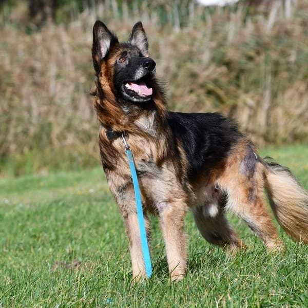 Teo — Owczarek Niemiecki