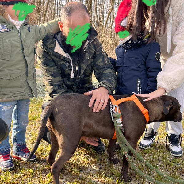 Akira — American Staffordshire Terrier