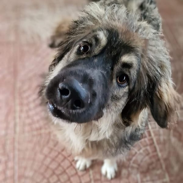 LEO — Cane Da Pastore Del Caucaso