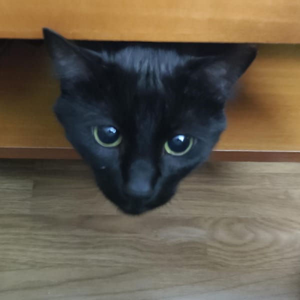 CORNELL — Gato Común Europeo