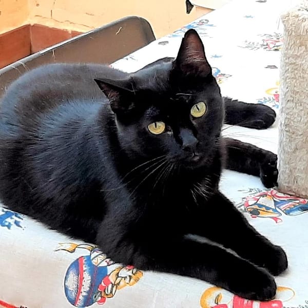 DIANA — Gato Común Europeo