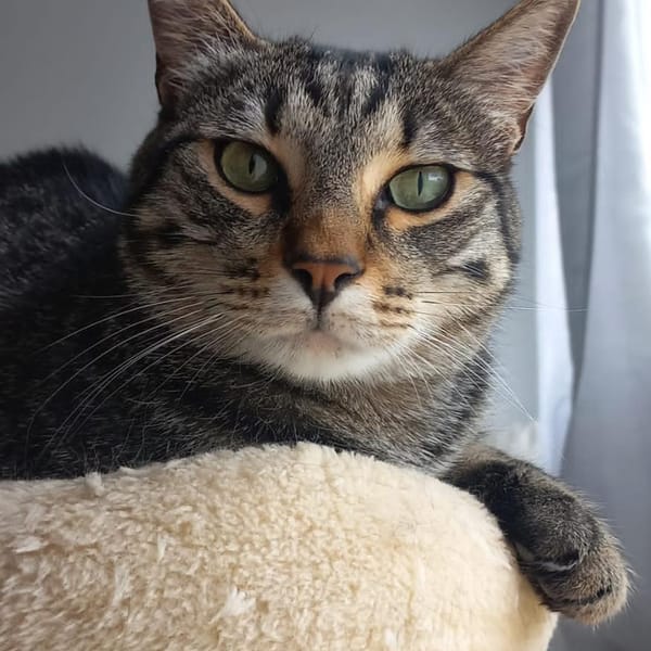 GUTXI — Gato Común Europeo