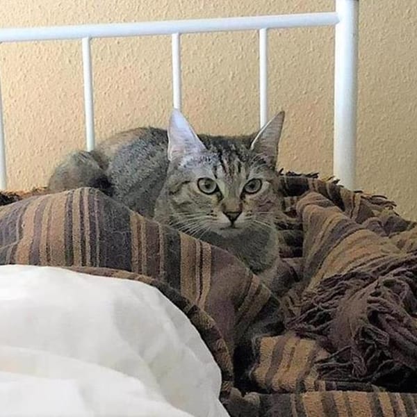 ILIA — Gato Común Europeo