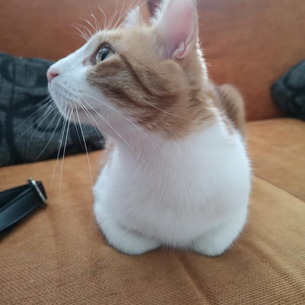 IVAR — Gato Común Europeo