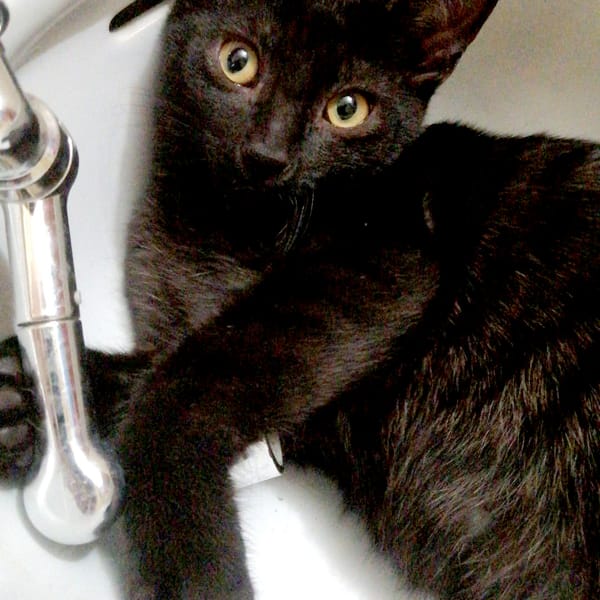 JACOB — Gato Común Europeo