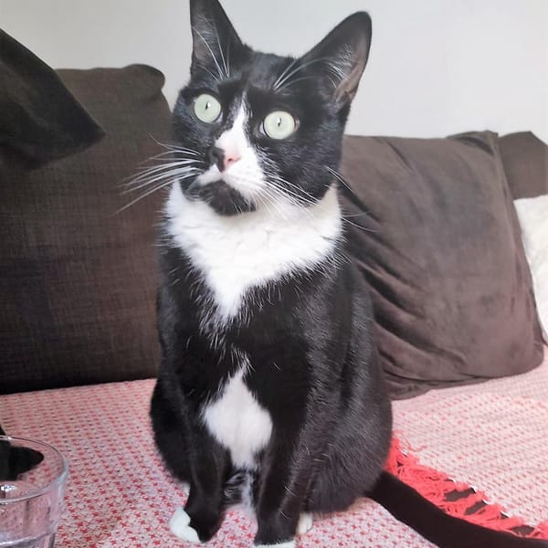 MAIA — Gato Común Europeo