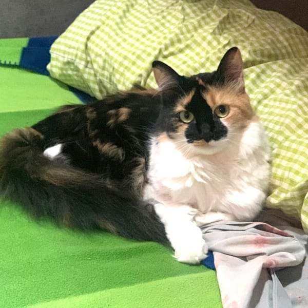 MARIAH — Gato Común Europeo