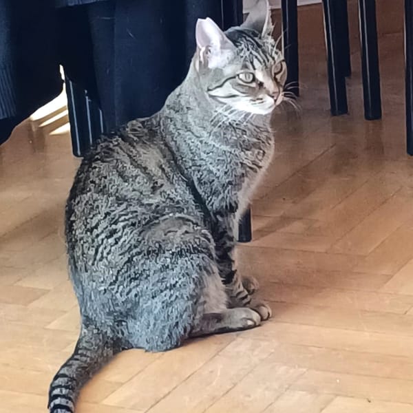 NICA — Gato Común Europeo