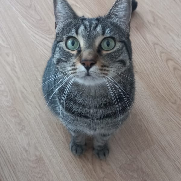 RATON — Gato Común Europeo