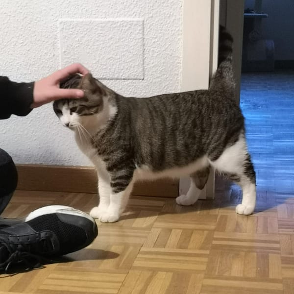 SAWYER — Gato Común Europeo