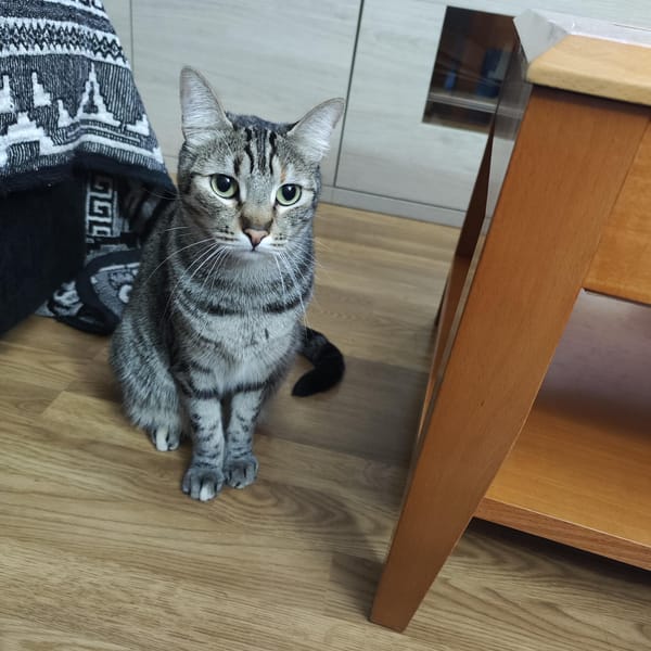 TILDA — Gato Común