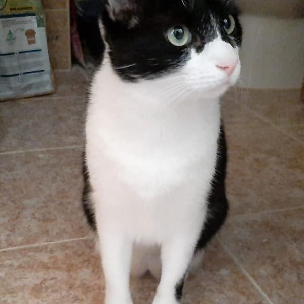 WATSON — Gato Común Europeo