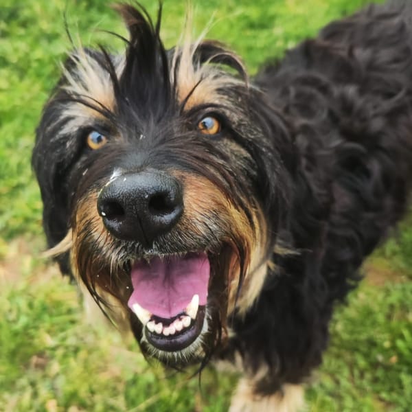 ZEPA — Perro De Agua Español