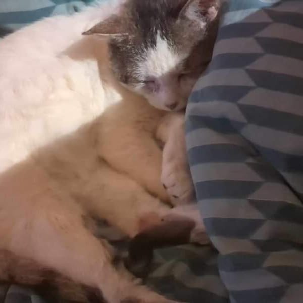 Papychat — Unknown