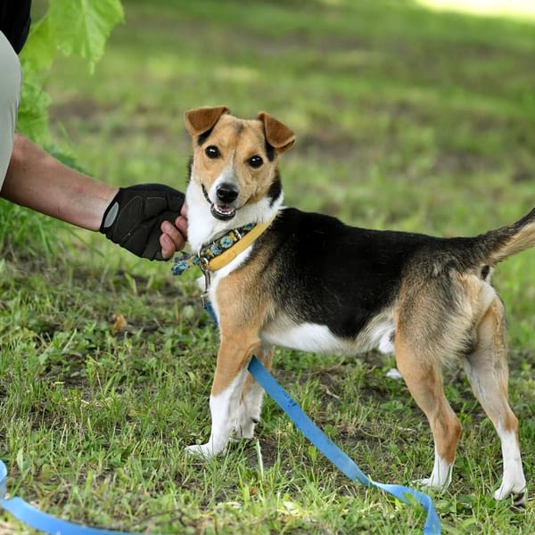 Ciapek — Jack Russell Terrier